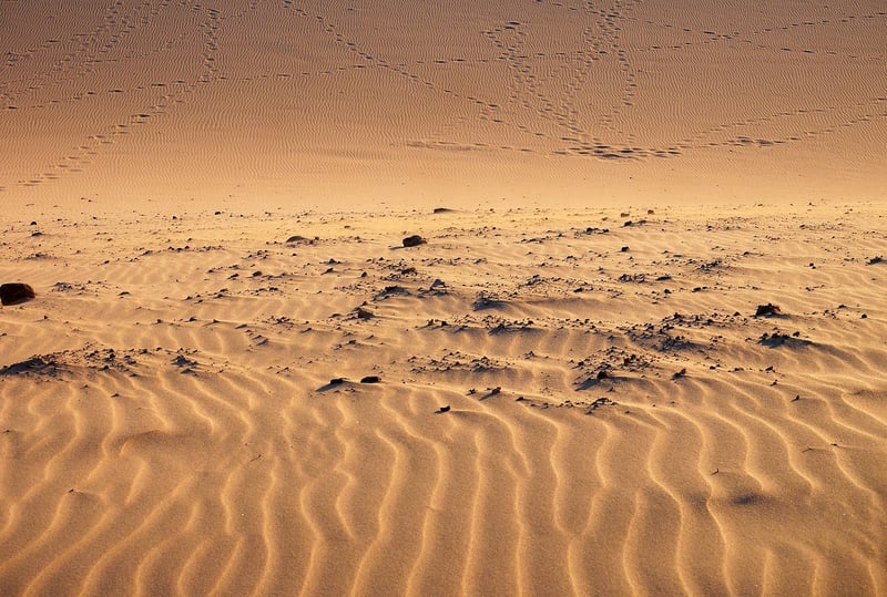 Desert Safari